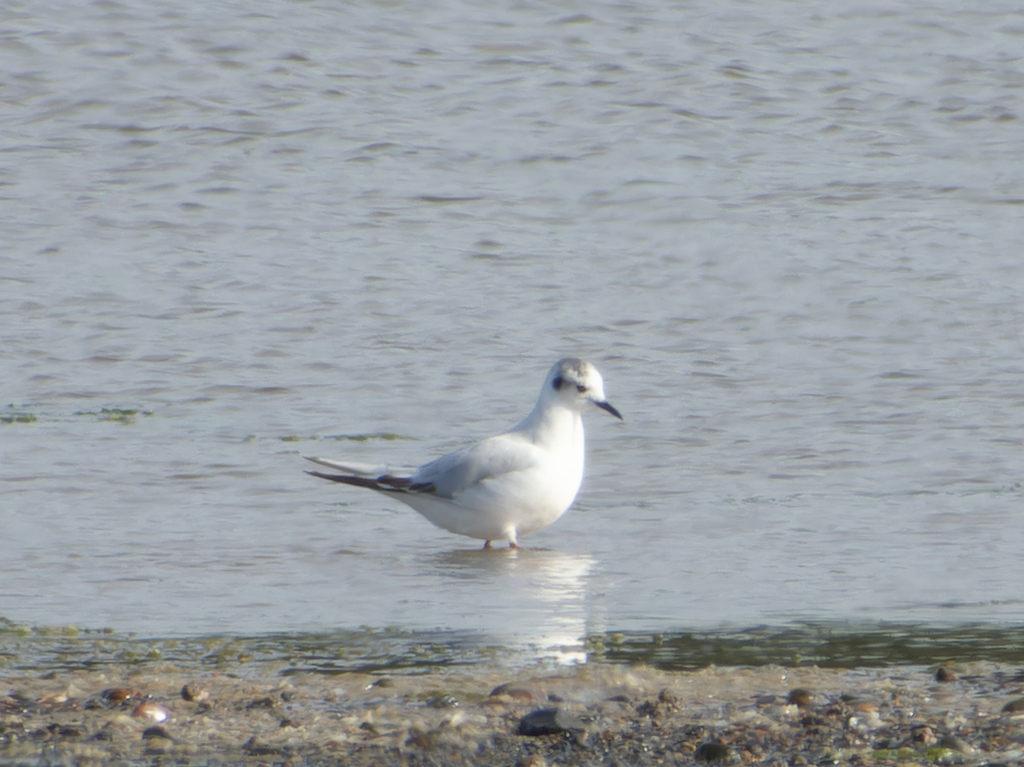 Little Gull